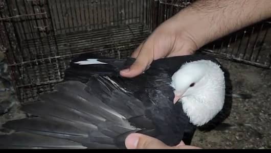 karbalai male