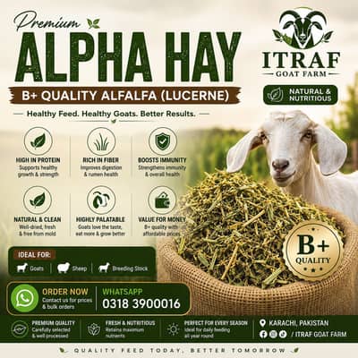 Premium B+ Quality Alfalfa Hay (Lucerne) | Goat & Sheep Feed | Karachi