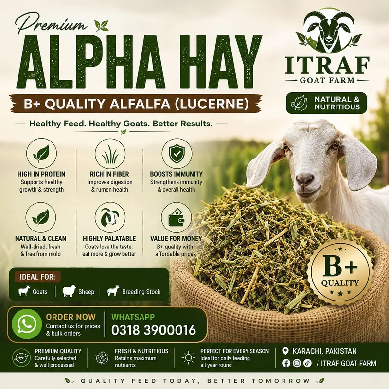 Premium B+ Quality Alfalfa Hay (Lucerne) | Goat & Sheep Feed | Karachi