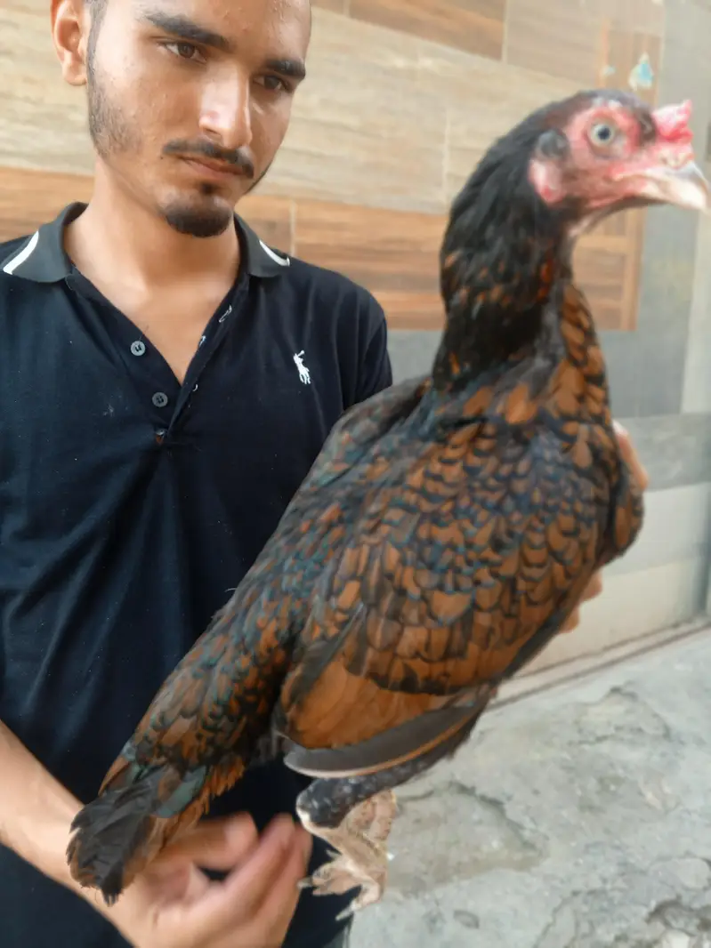 amroahi — photo 4