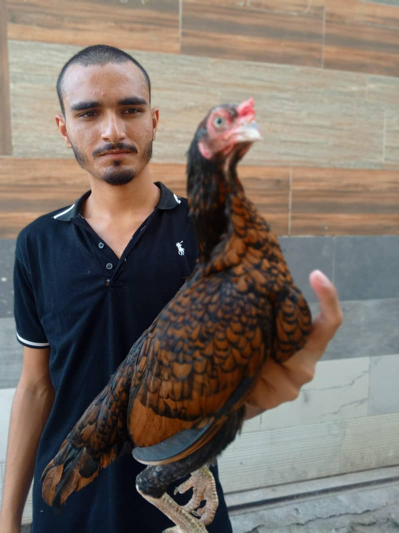 amroahi 4