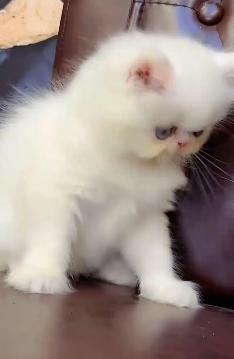 Persian cat  triple coat Punch face face WhatsApp number 03038917311 — photo 3