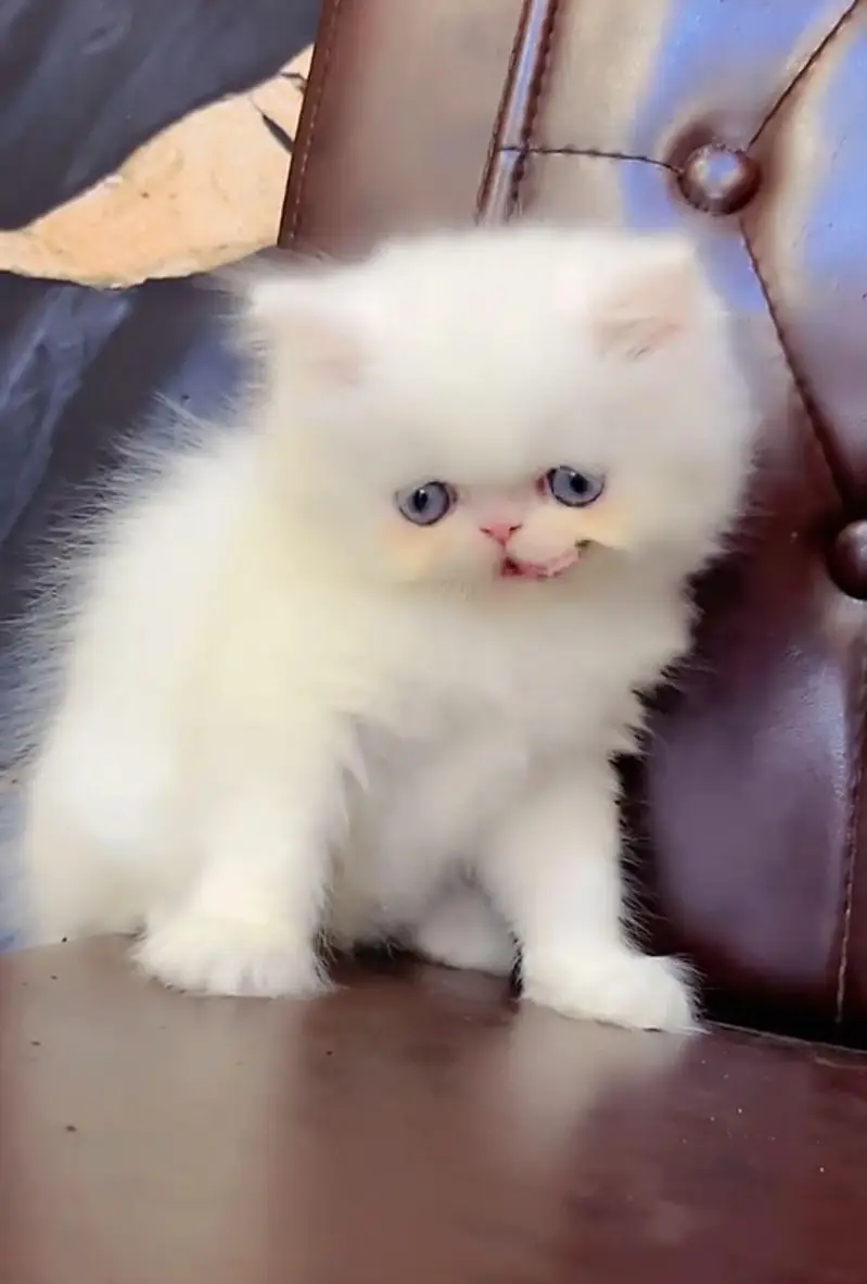 Persian cat  triple coat Punch face face WhatsApp number 03038917311 — photo 4