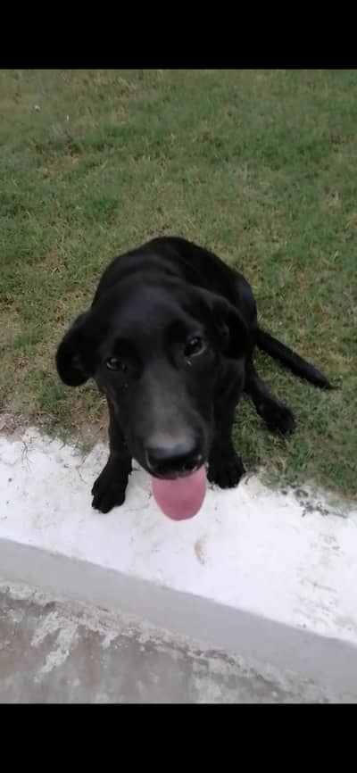labrador female dog