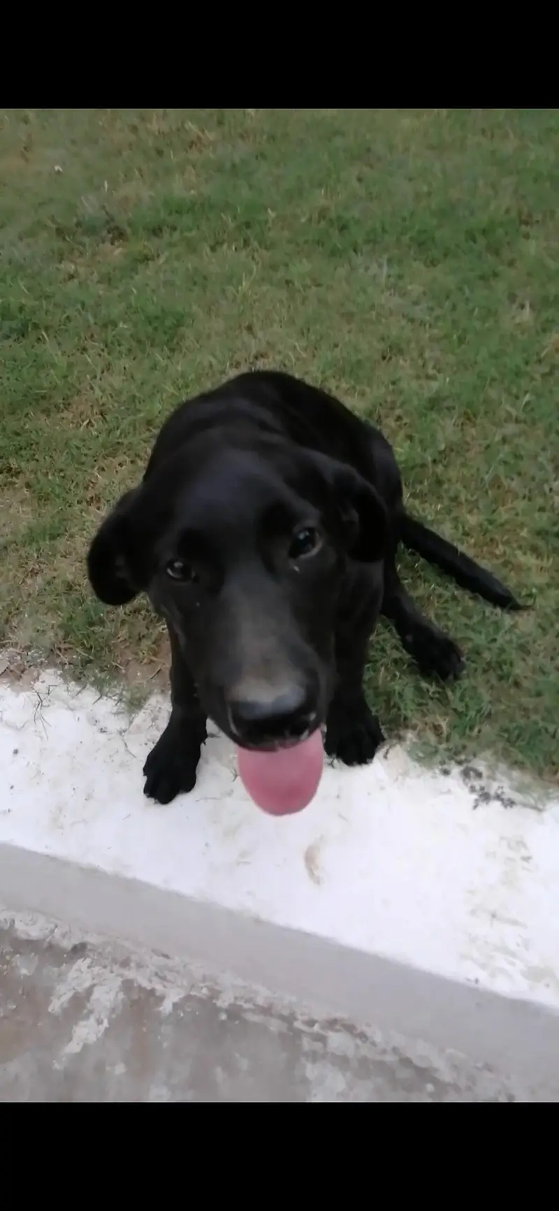 labrador female dog