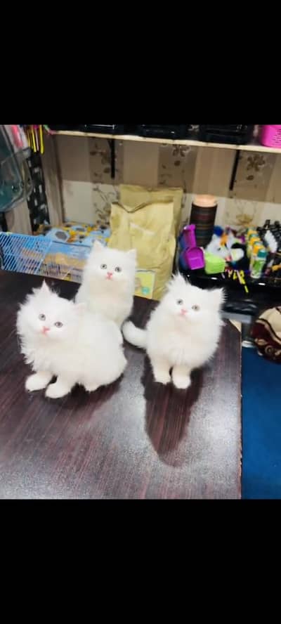 persian cat for sale MywatsapppNumber 0309-37-13-771