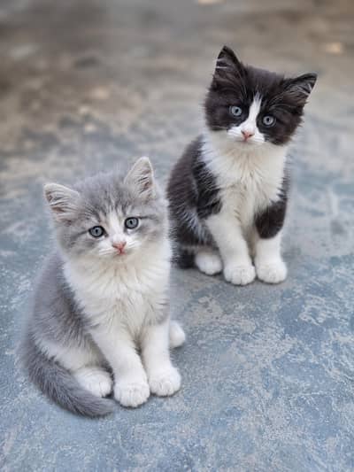 Each Kitten Price Mention Ki Hai