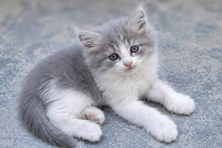 Each Kitten Price Mention Ki Hai