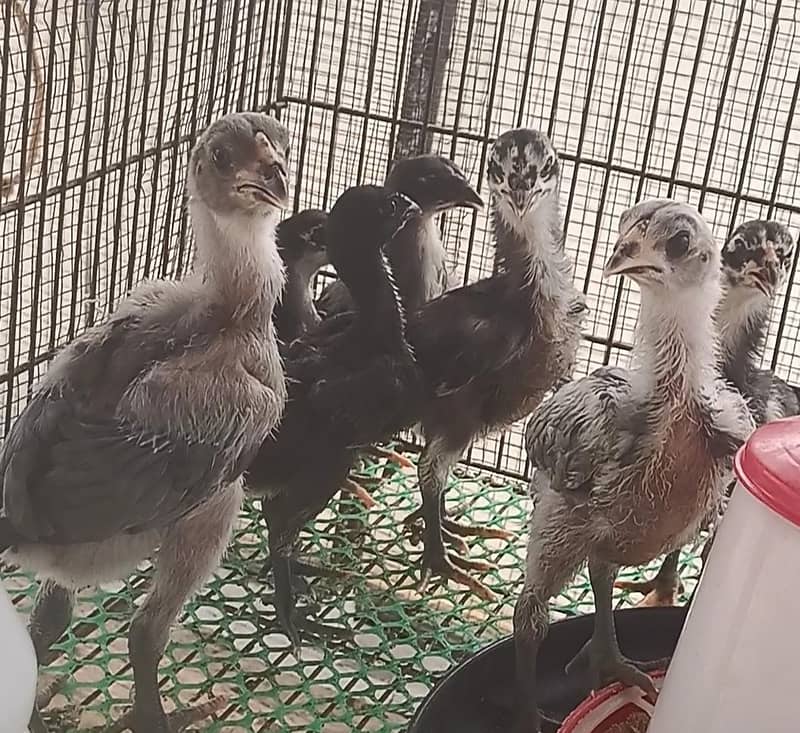 Full Black Dragon chicks 2