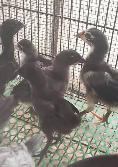 Full Black Dragon chicks