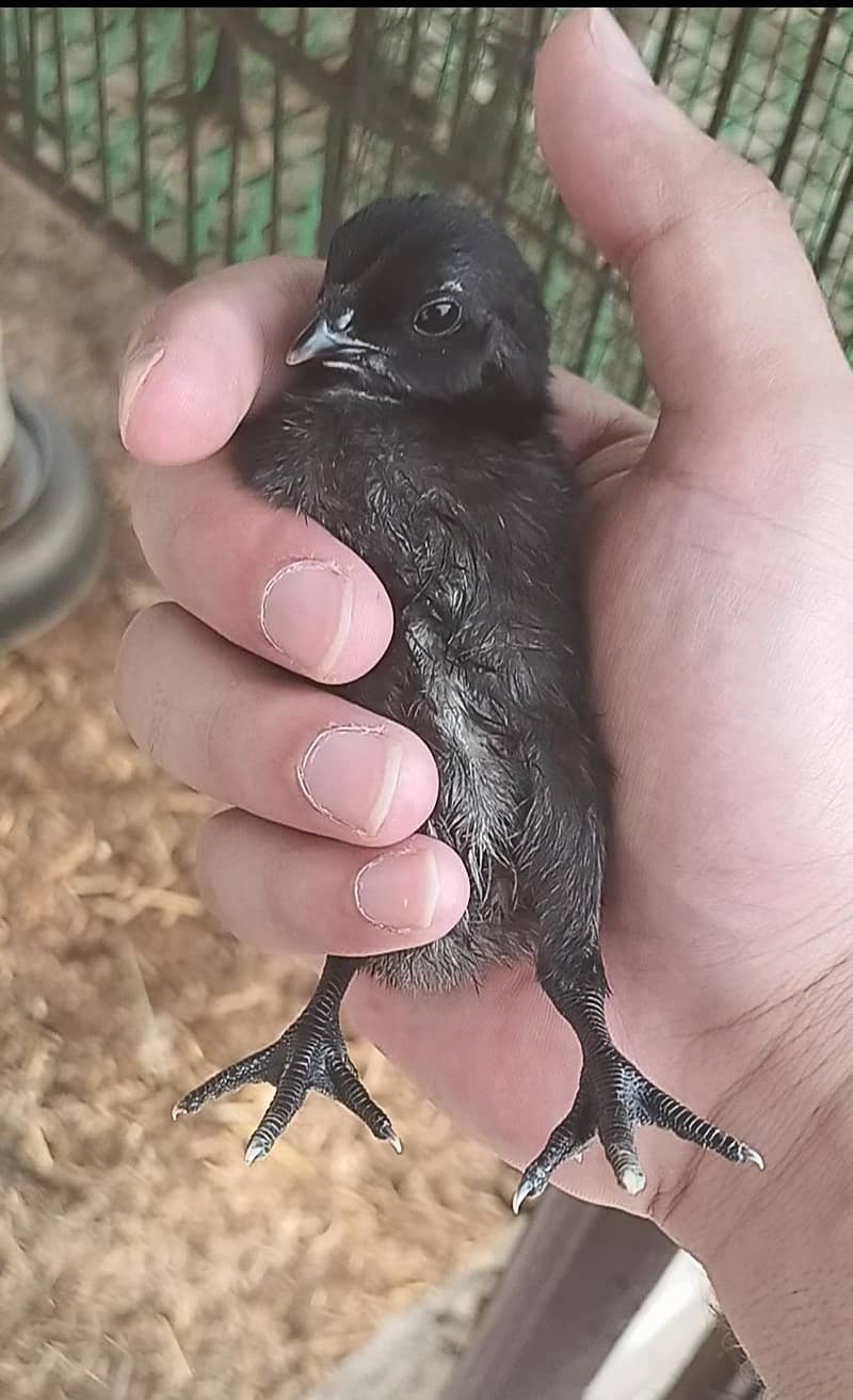 Full Black Dragon chicks 3