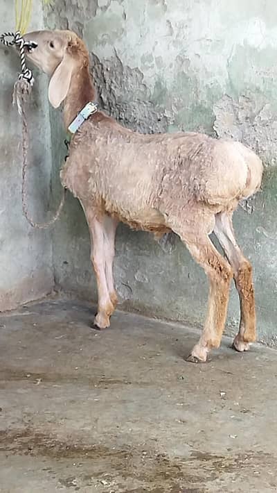 Beautiful Dumba
