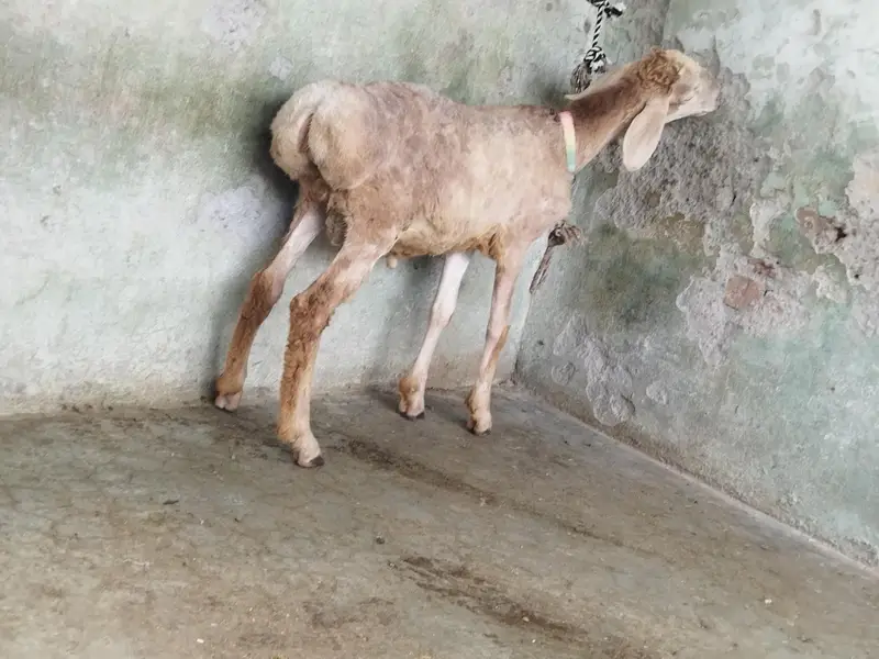 Beautiful Dumba — photo 2