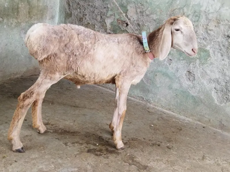 Beautiful Dumba — photo 3