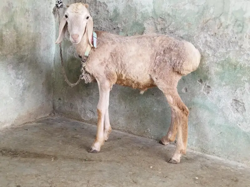 Beautiful Dumba — photo 4