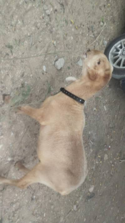 Dumba for sale