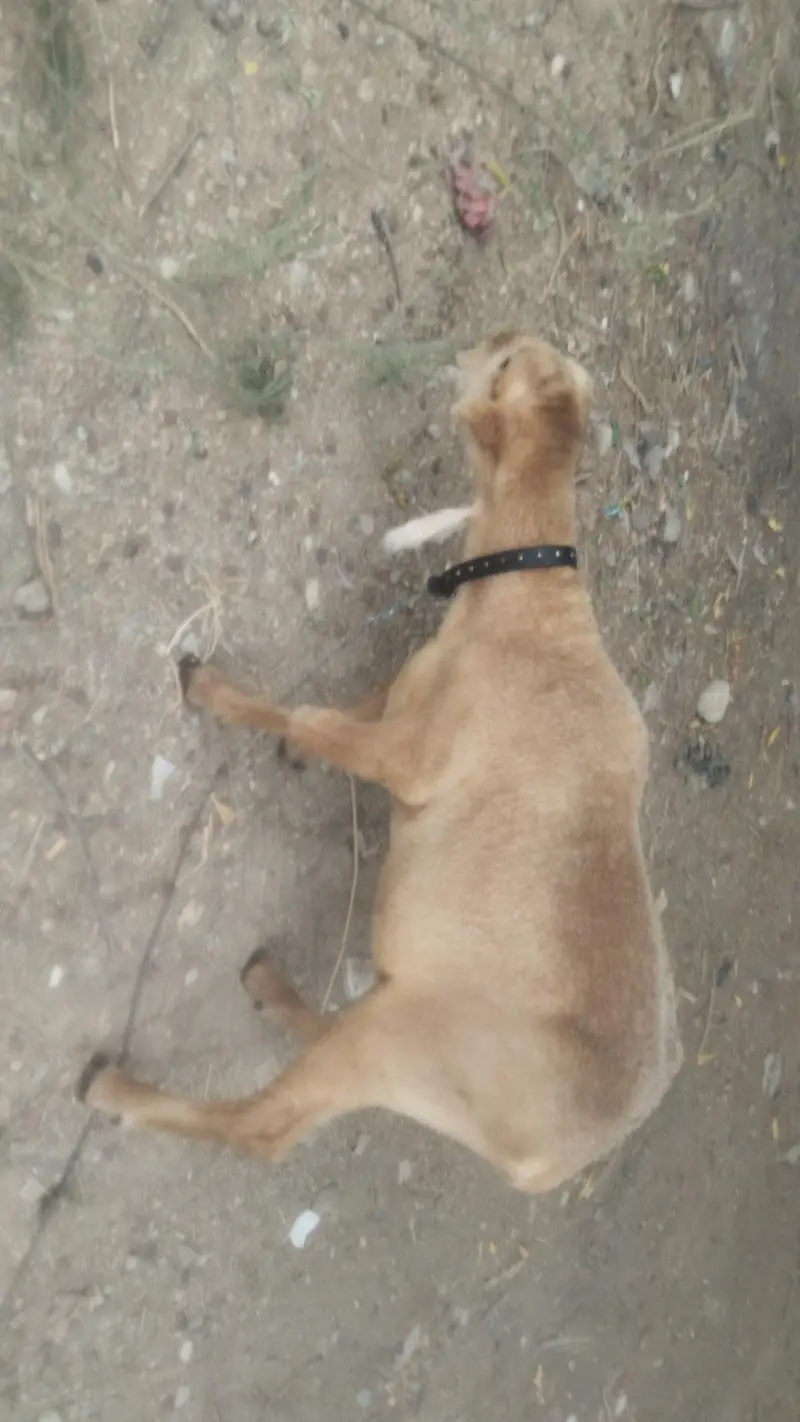 Dumba for sale — photo 2
