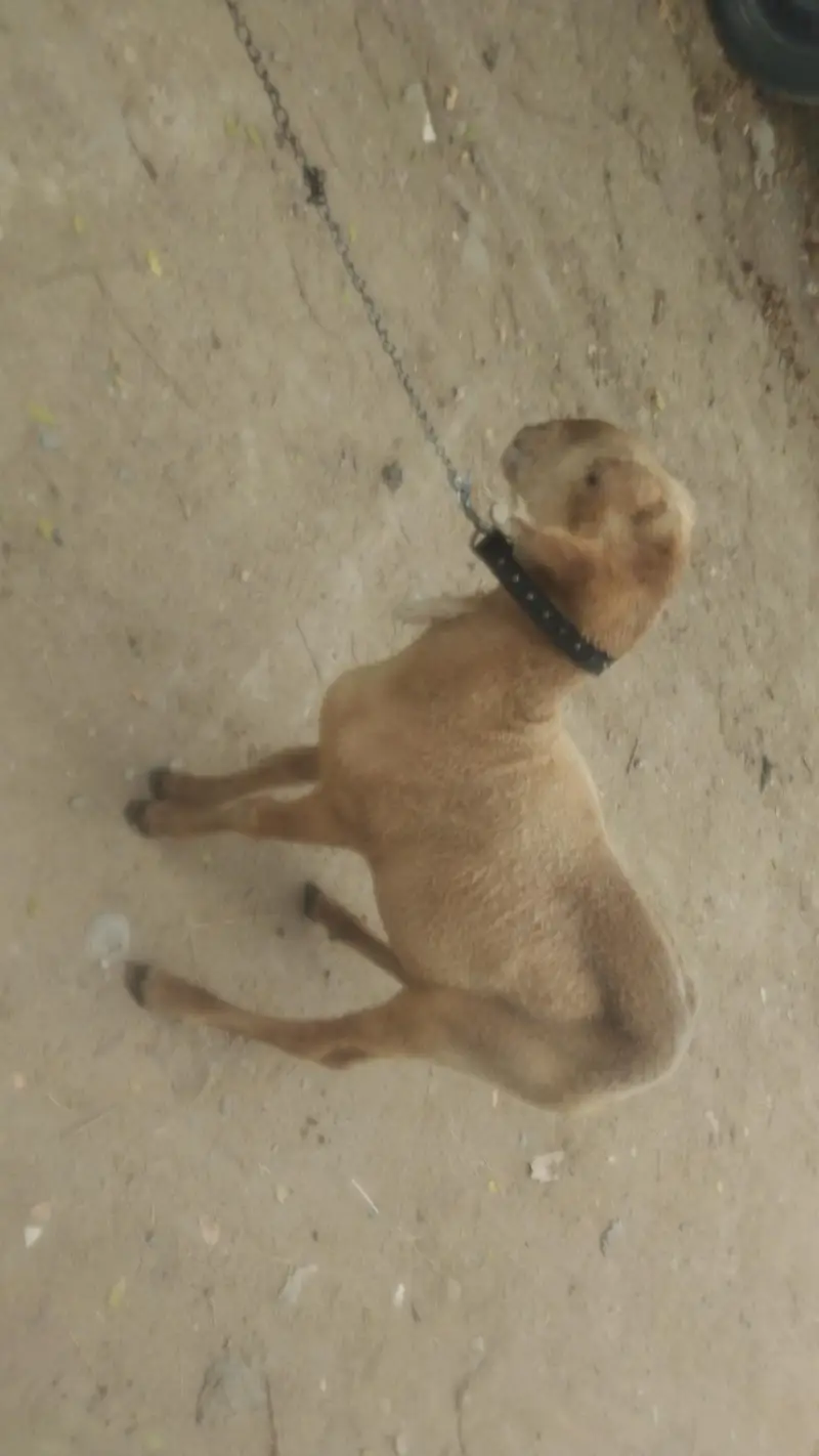 Dumba for sale — photo 4