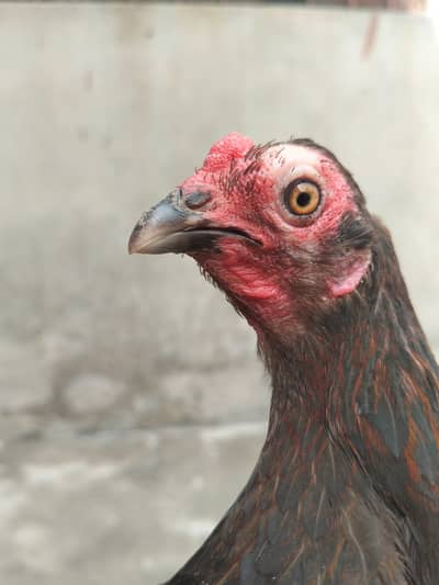 Aseel hesn  |  Desi Hens |  Eggs Laying Hens for sale