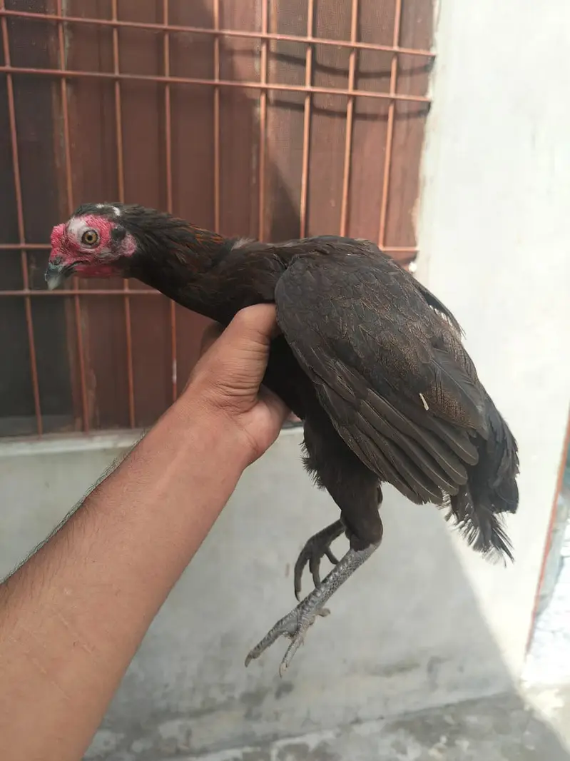 Aseel hesn  |  Desi Hens |  Eggs Laying Hens for sale — photo 2