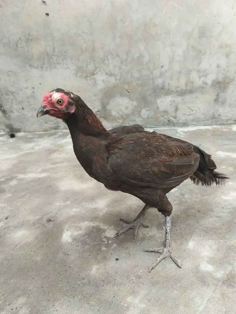 Aseel hesn  |  Desi Hens |  Eggs Laying Hens for sale — photo 3