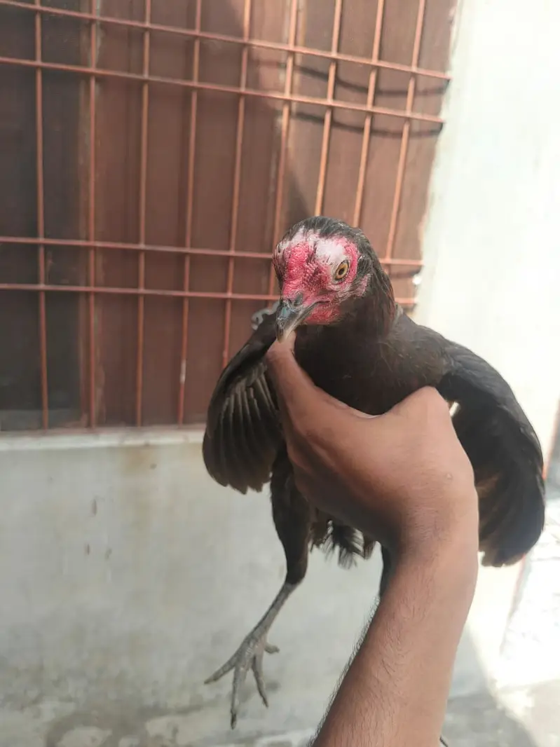 Aseel hesn  |  Desi Hens |  Eggs Laying Hens for sale — photo 4