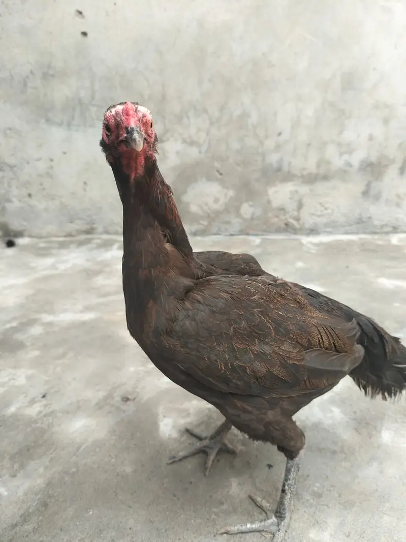 Aseel hesn  |  Desi Hens |  Eggs Laying Hens for sale — photo 5