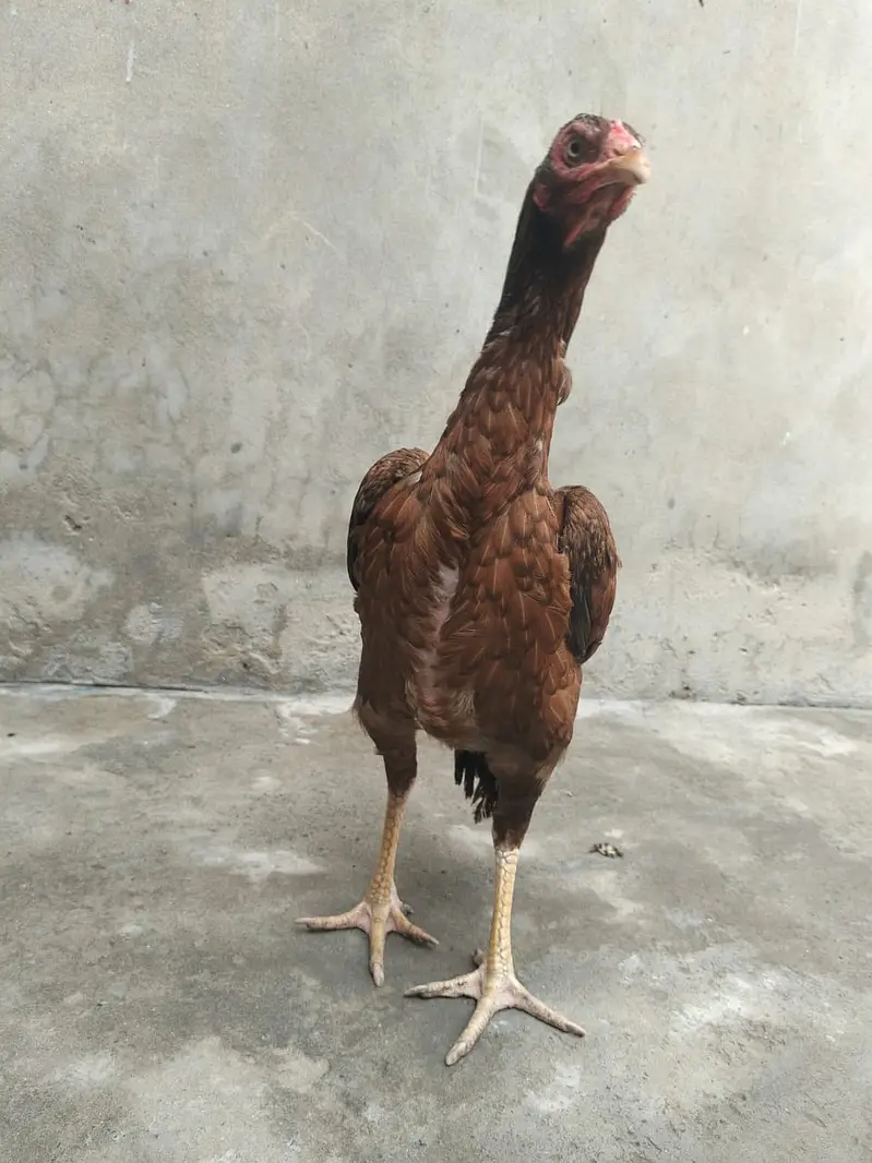 Aseel hesn  |  Desi Hens |  Eggs Laying Hens for sale — photo 7