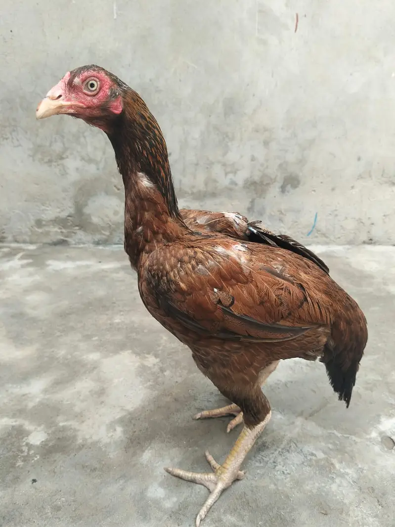 Aseel hesn  |  Desi Hens |  Eggs Laying Hens for sale — photo 8