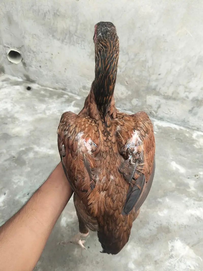 Aseel hesn  |  Desi Hens |  Eggs Laying Hens for sale — photo 9