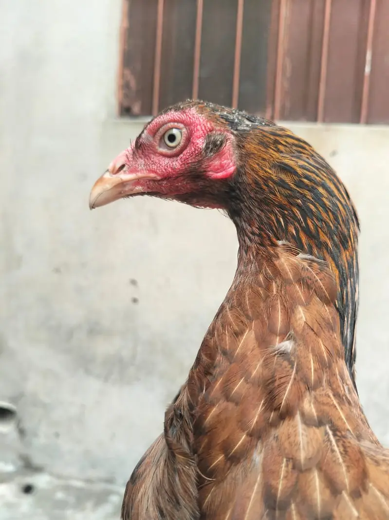 Aseel hesn  |  Desi Hens |  Eggs Laying Hens for sale — photo 10