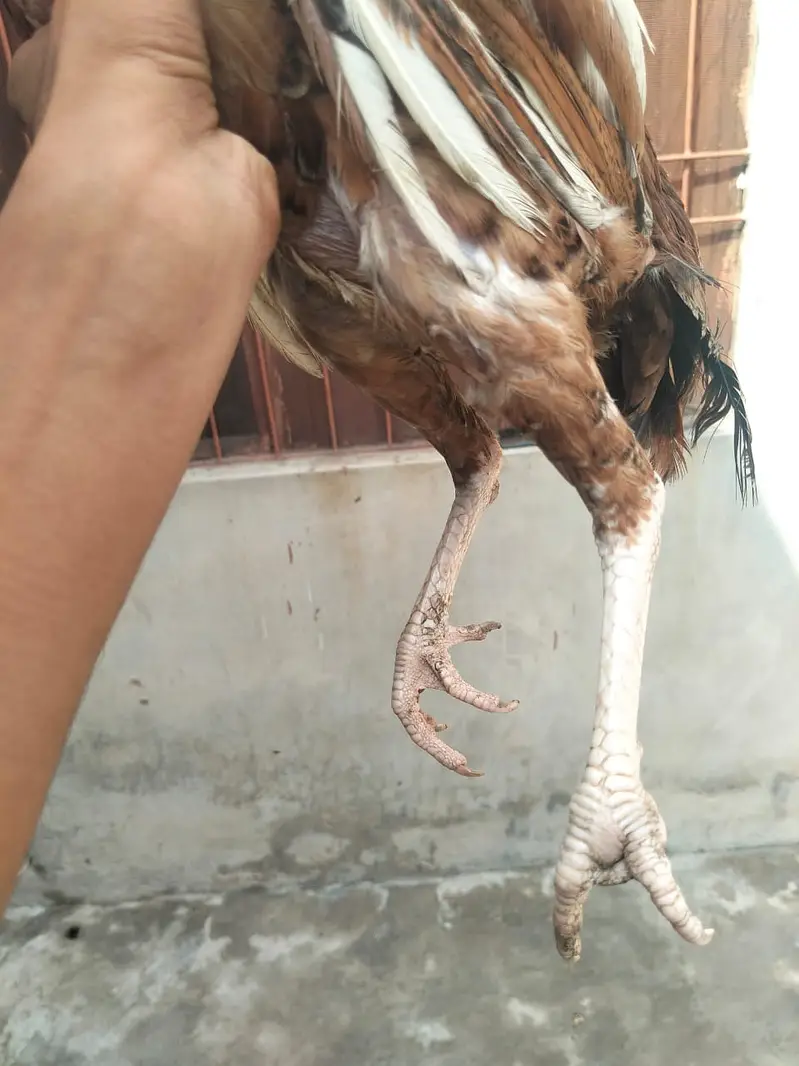 Aseel hesn  |  Desi Hens |  Eggs Laying Hens for sale — photo 11