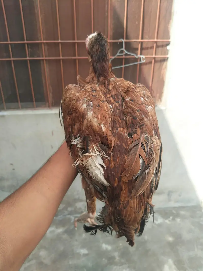 Aseel hesn  |  Desi Hens |  Eggs Laying Hens for sale — photo 12