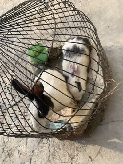 Bachy dany walay bary rabbits hain