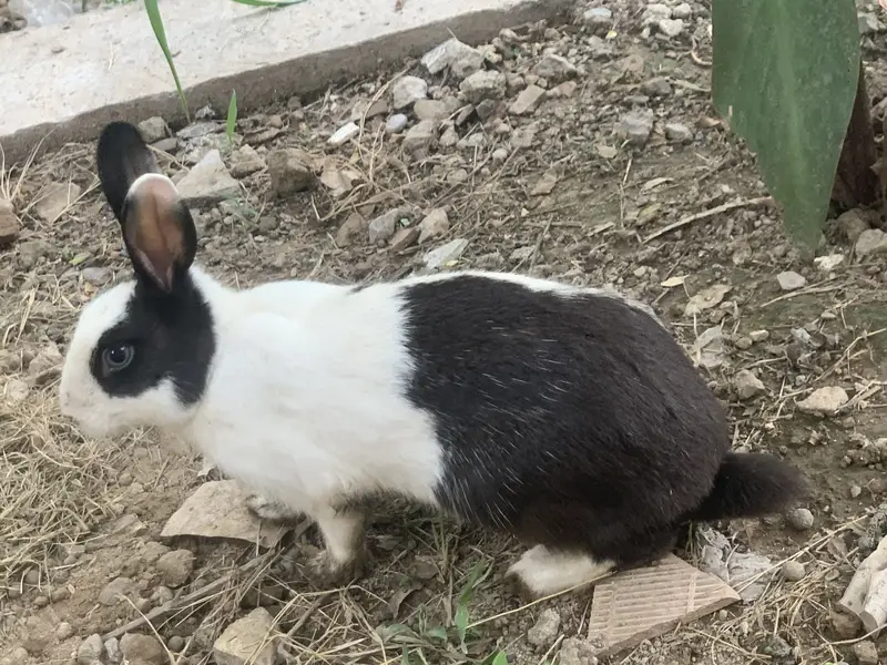 Bachy dany walay bary rabbits hain — photo 2