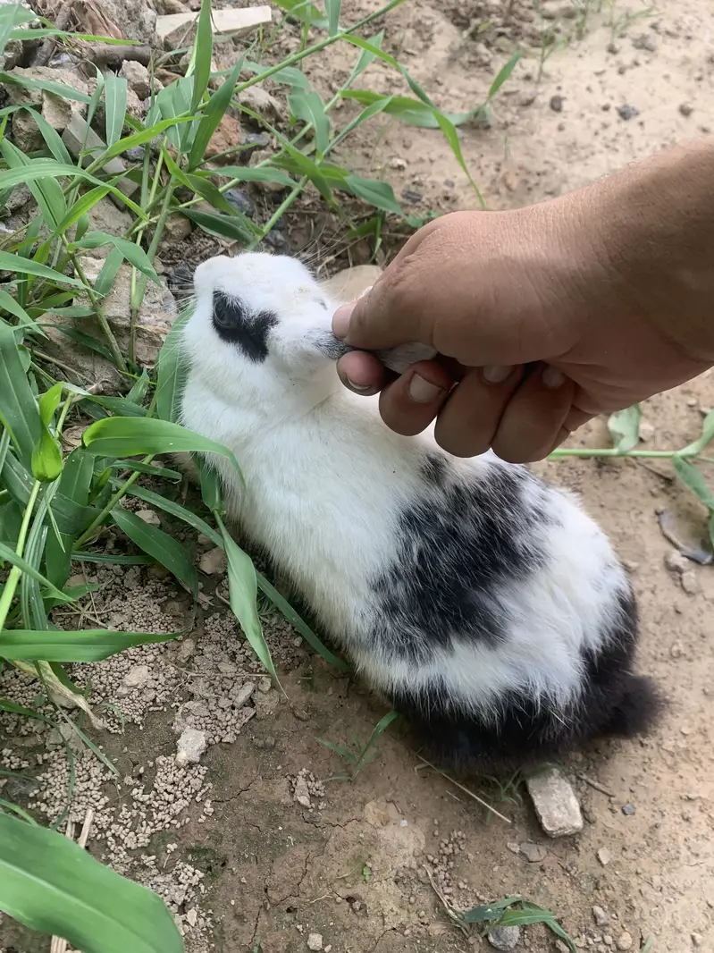 Bachy dany walay bary rabbits hain — photo 3