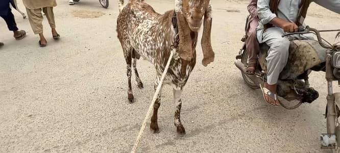 male goat ha