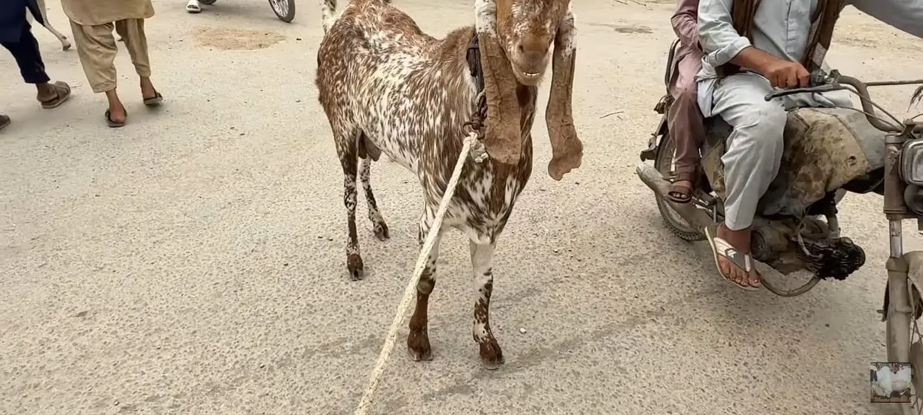 male goat ha