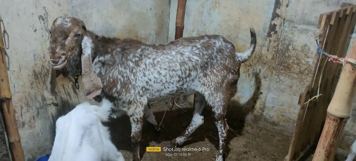 male goat ha — photo 2