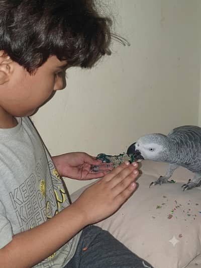 cango African Grey parrot tamed and talking for sale