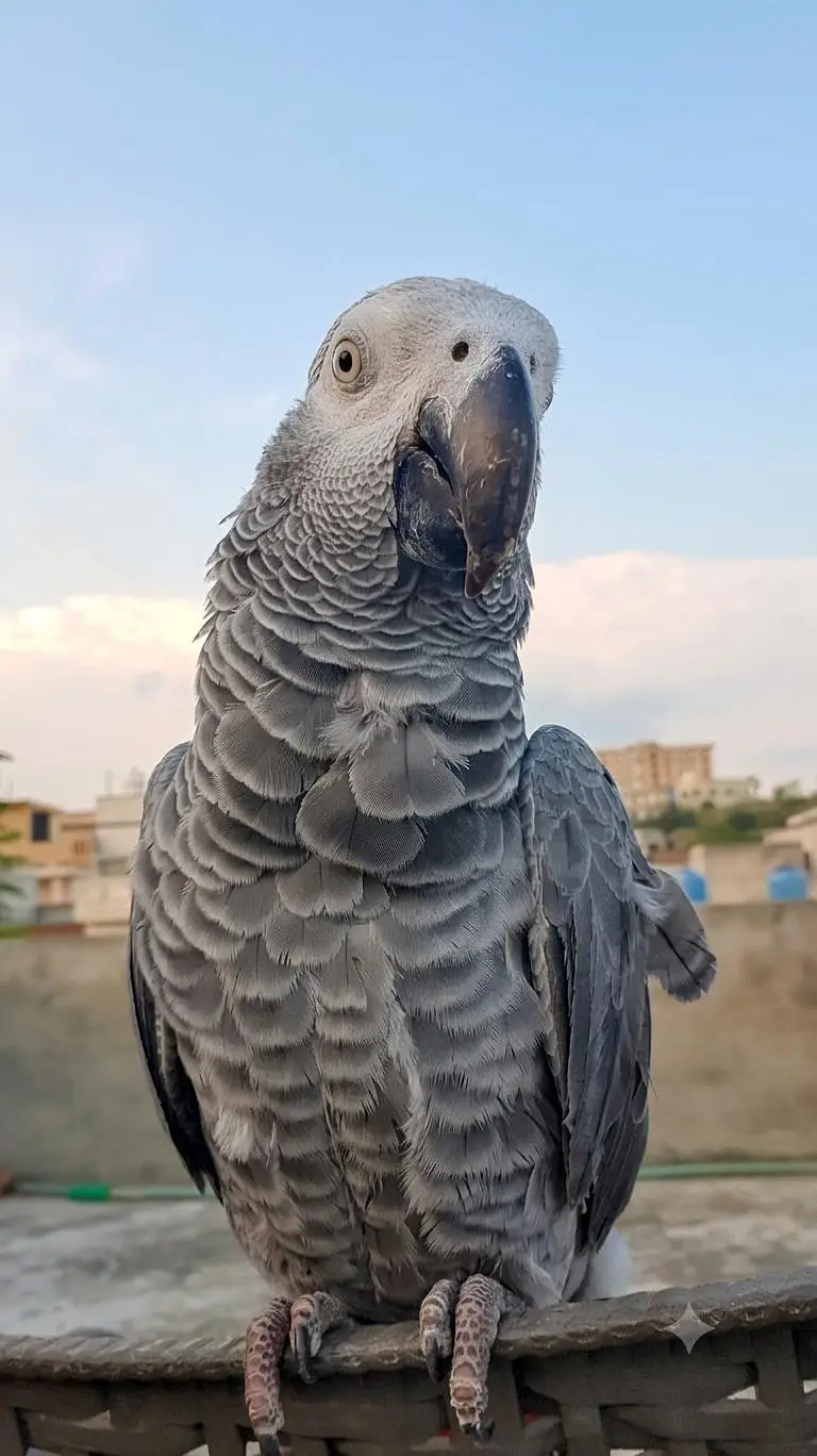 cango African Grey parrot tamed and talking for sale — photo 2