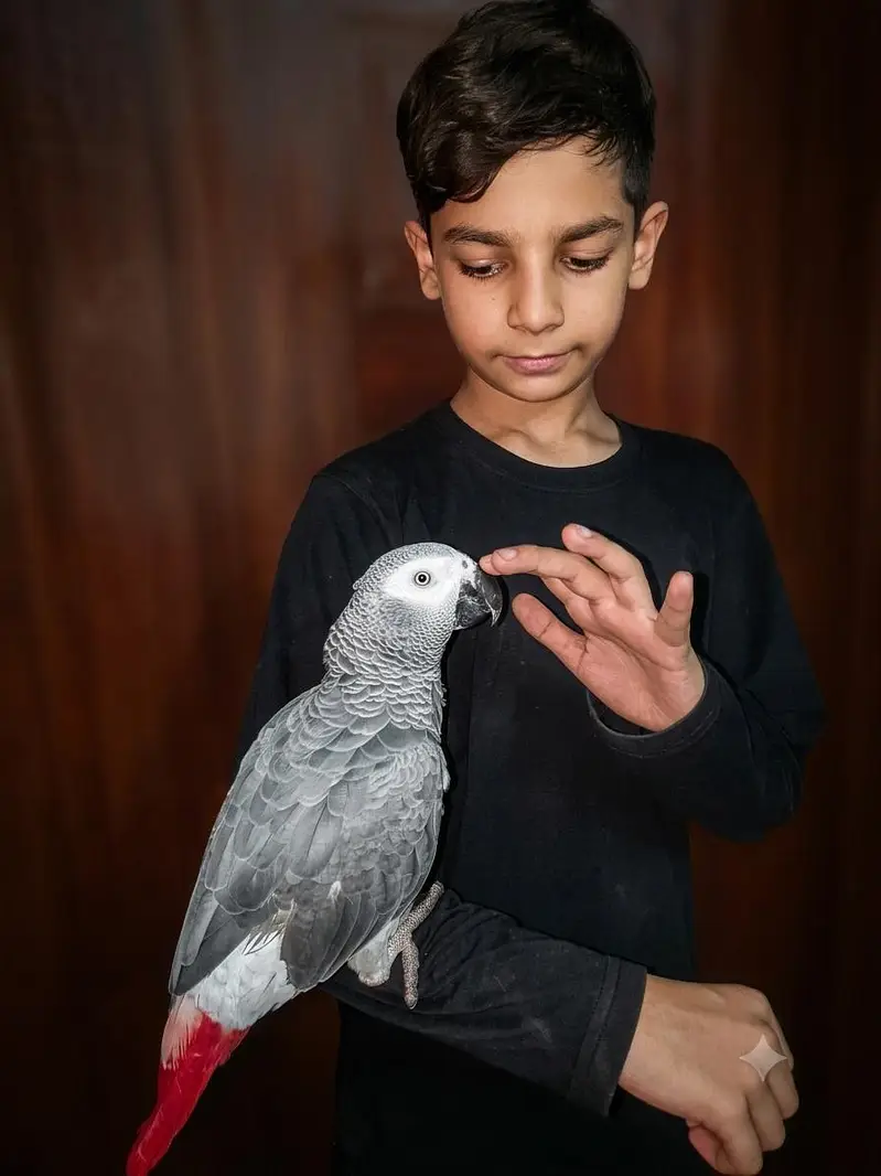 cango African Grey parrot tamed and talking for sale — photo 3