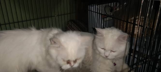 Persian cat