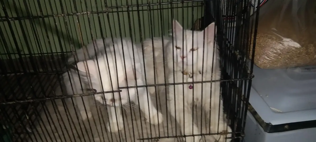 Persian cat — photo 2