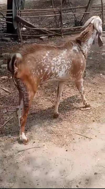 makhi china Bkra argent sale