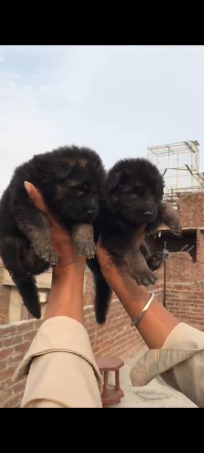 German Shepherd Heavy quality pup for sale