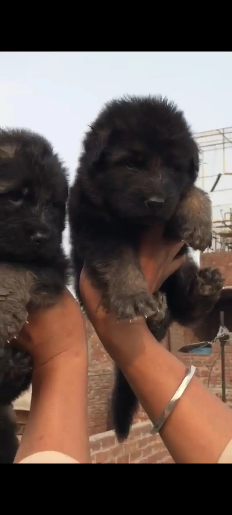 German Shepherd Heavy quality pup for sale — photo 2