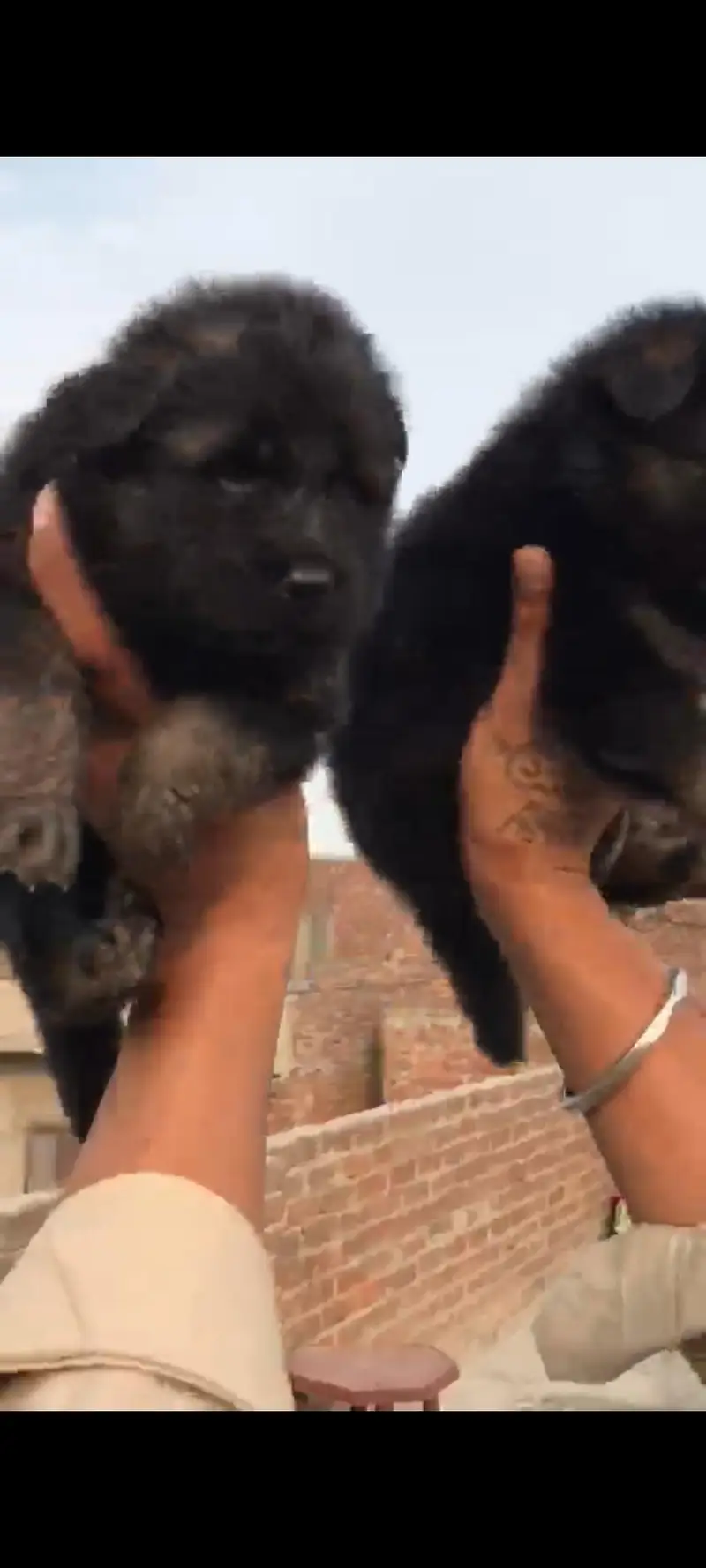 German Shepherd Heavy quality pup for sale — photo 3