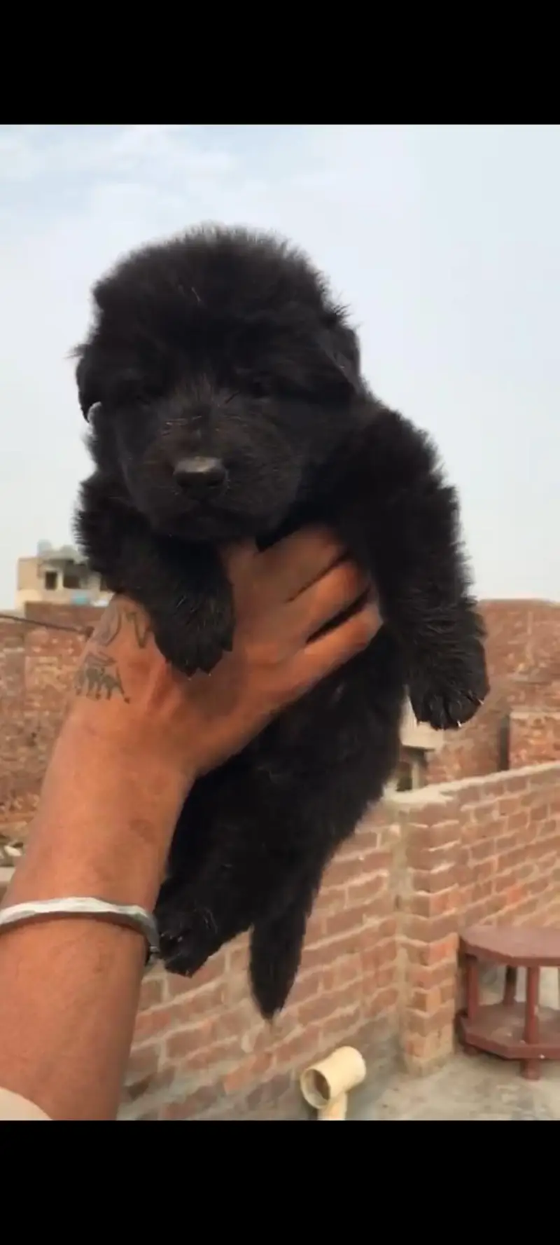 German Shepherd Heavy quality pup for sale — photo 4