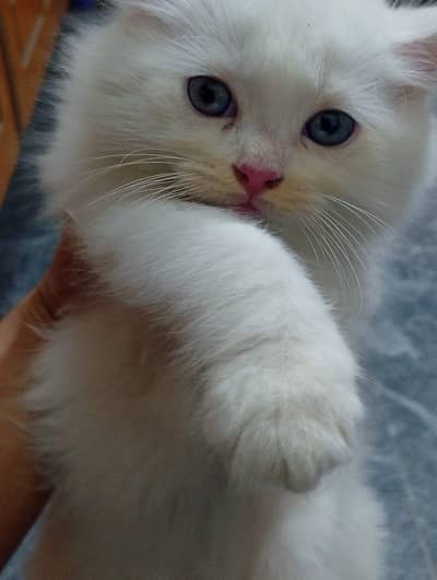 Adorable Persian Kittens for Sale – Healthy & Playful
